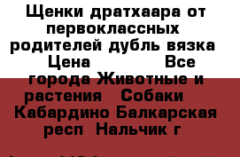 Щенки дратхаара от первоклассных  родителей(дубль вязка) › Цена ­ 22 000 - Все города Животные и растения » Собаки   . Кабардино-Балкарская респ.,Нальчик г.